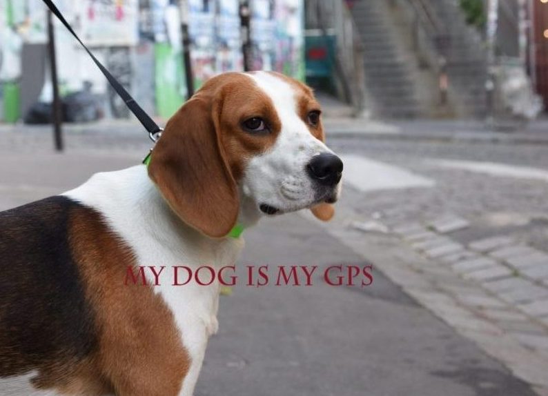 imagen-perro-beagle-montmartre