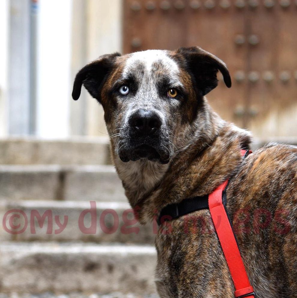 perro-ojos-azul-marron-granada