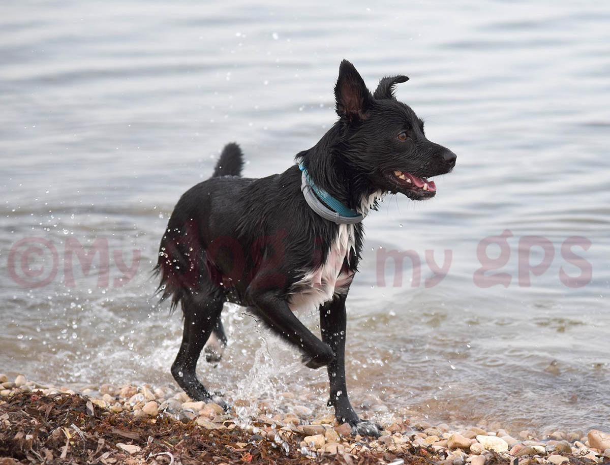 imagen-perro-feliz-playa-alicante