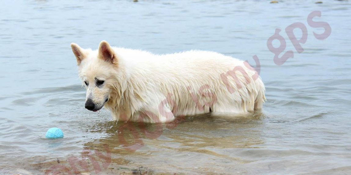imagen-perro-pastor-suizo-mar-alicante