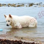imagen-perro-pastor-suizo-mar-alicante