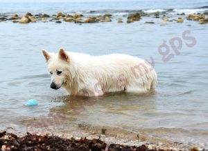 imagen-perro-pastor-suizo-mar-alicante