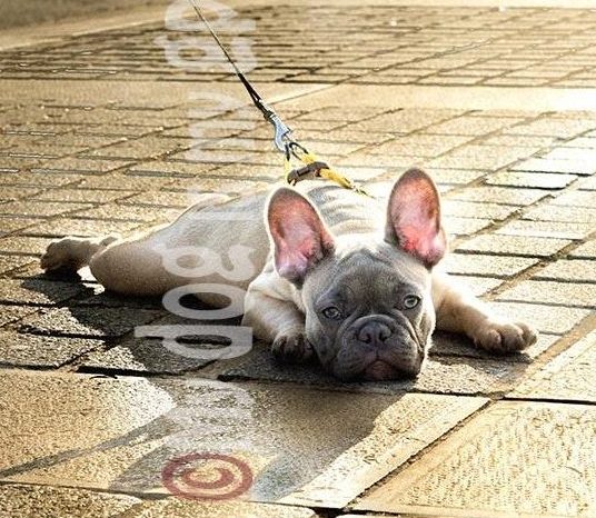 perro-cachorro-paris