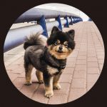 tapas-mydog-solapas
