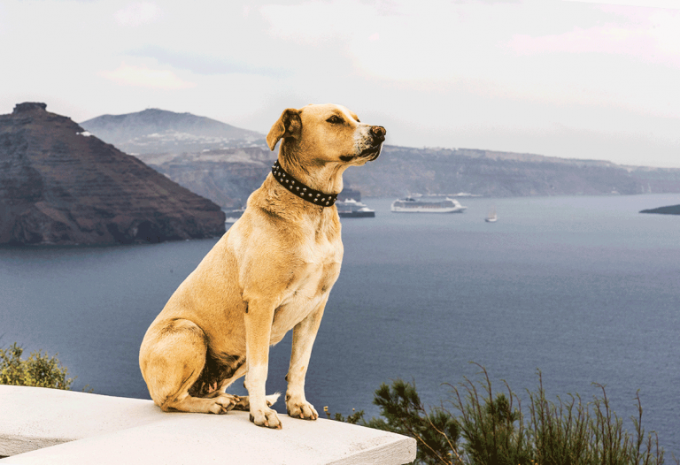 perro-oia-santorini