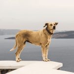 perro-oia-santorini