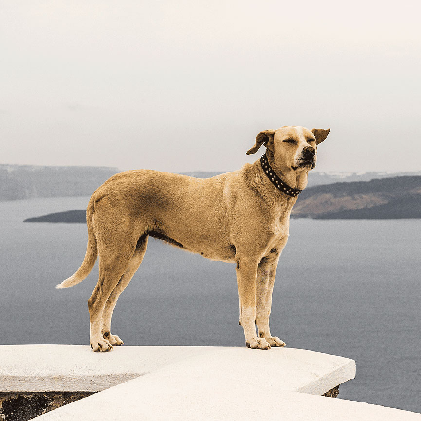 perro-oia-santorini
