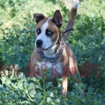 imagen-perro-precioso-campo-murcia