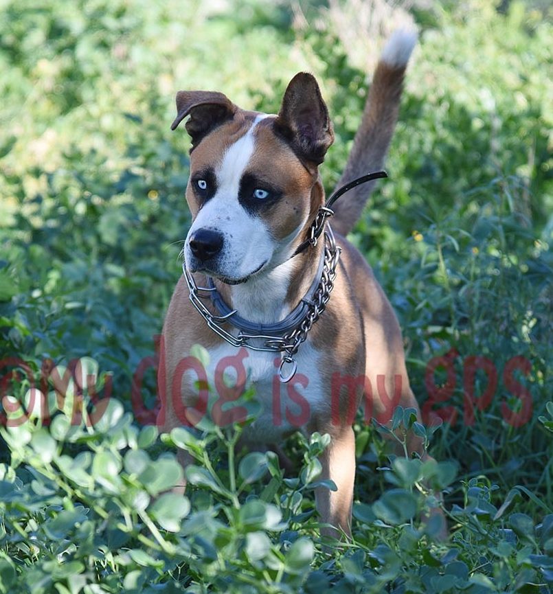 imagen-perro-precioso-campo-murcia