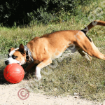 COMO HACER BUENAS FOTOS DE TU MASCOTA