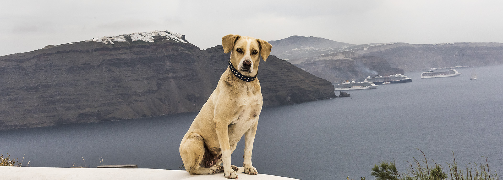 perros - imagen-en-santorini