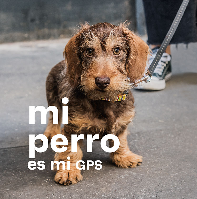 perro-cachorro-paris