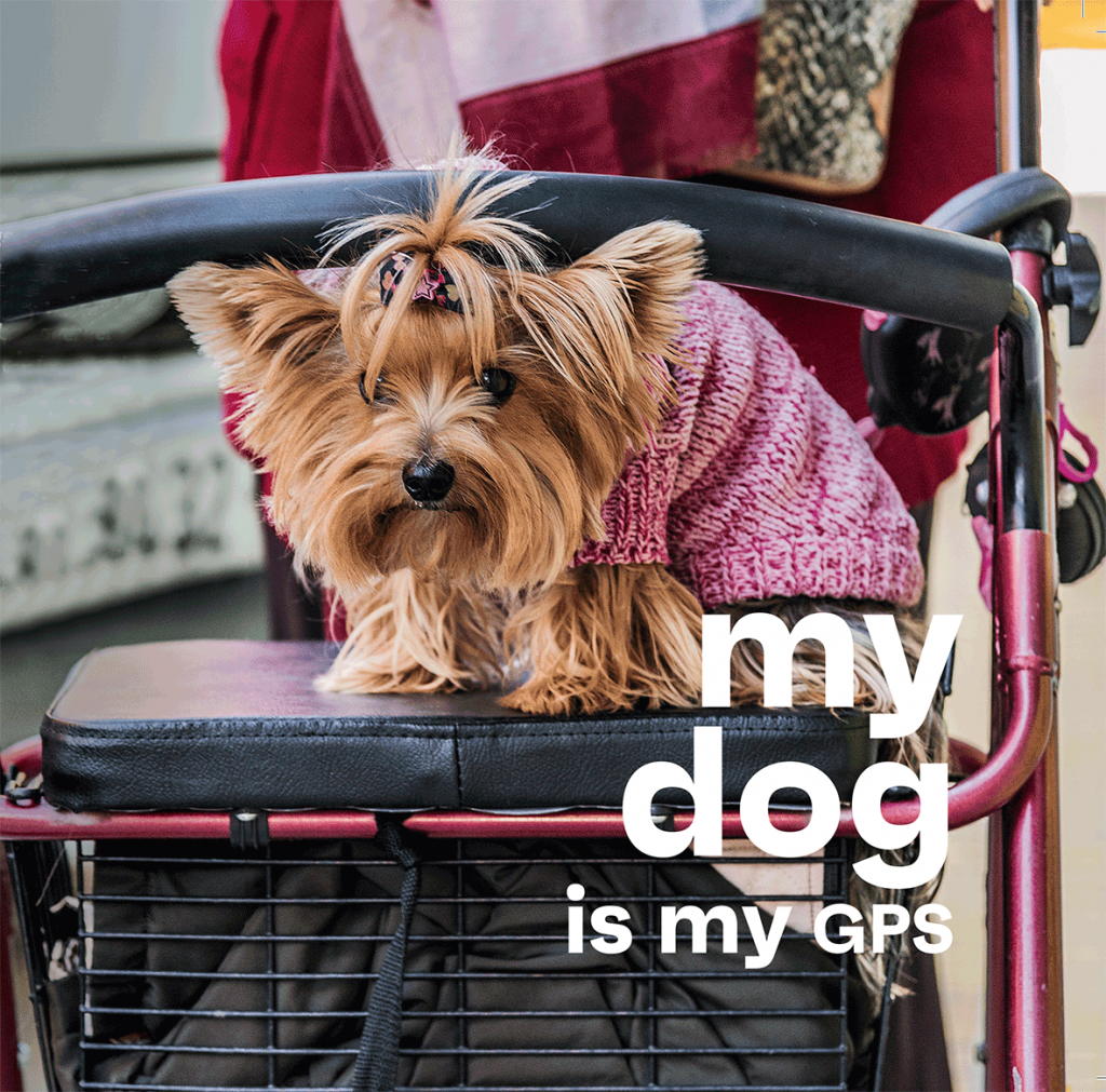 PERRO-EN-CARRO