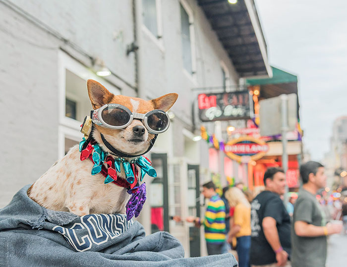 perro-mardigras