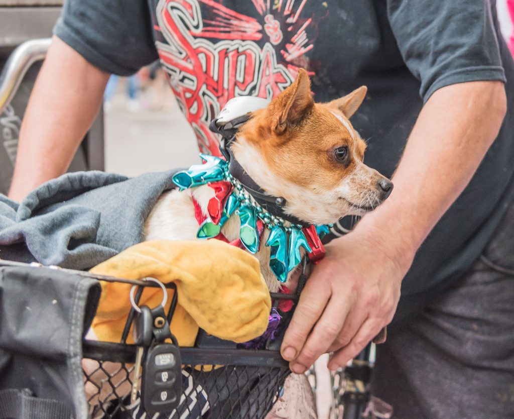 PERRO-MARDIGRAS-2019