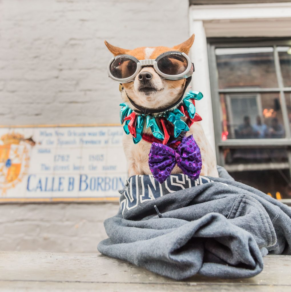 PERRO-MARDIGRAS-2019