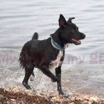 imagen-perro-feliz-playa-alicante