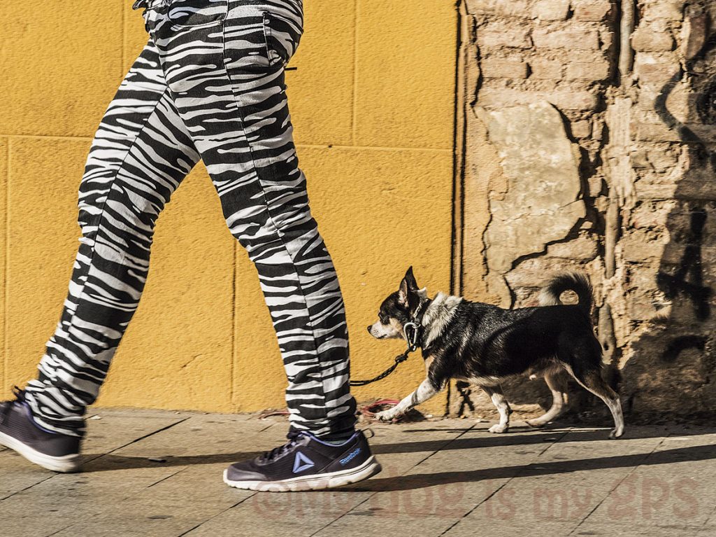 perro-parecido-a-chica
