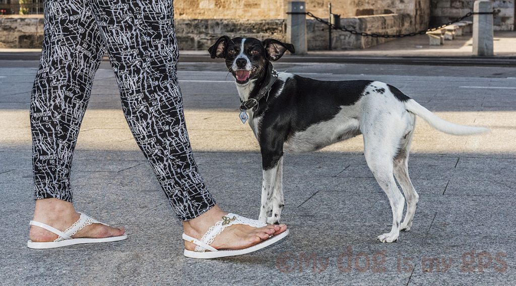 perro-con-dueño