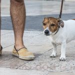 perro-con-su- dueño