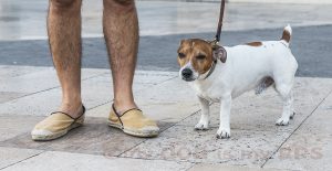 perro-con-su- dueño