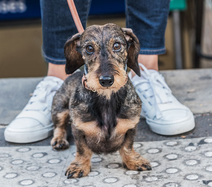 perro - imágen-perro-teckel-
