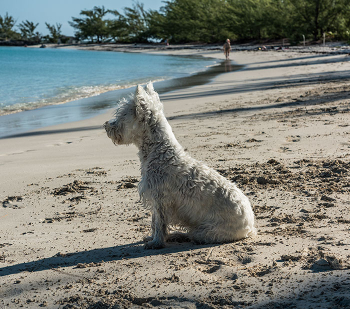 perro-imágen-playa-