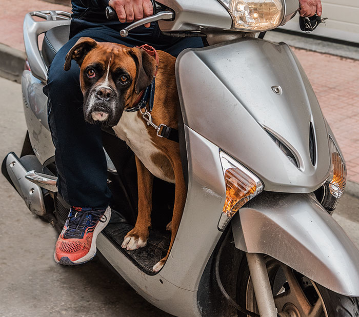 perro-imagen-perro-boxer-en-moto