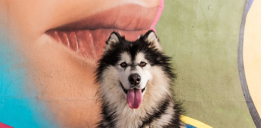 "imagen-de perros-husky"