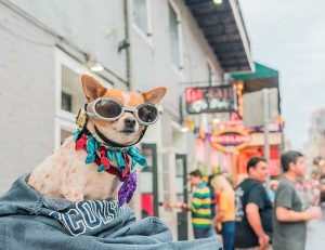 perro-mardigras-2019