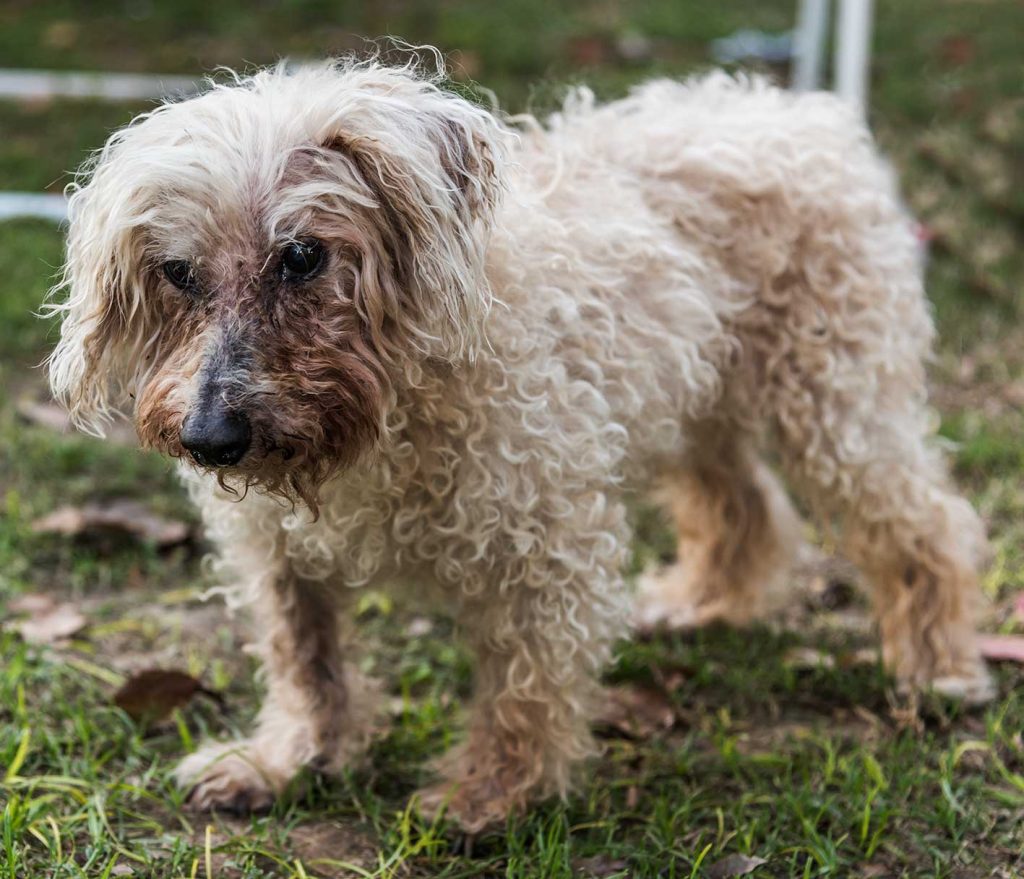 imagen-perro-caniche-toy